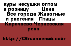 куры несушки.оптом 160 в розницу 200 › Цена ­ 200 - Все города Животные и растения » Птицы   . Карачаево-Черкесская респ.